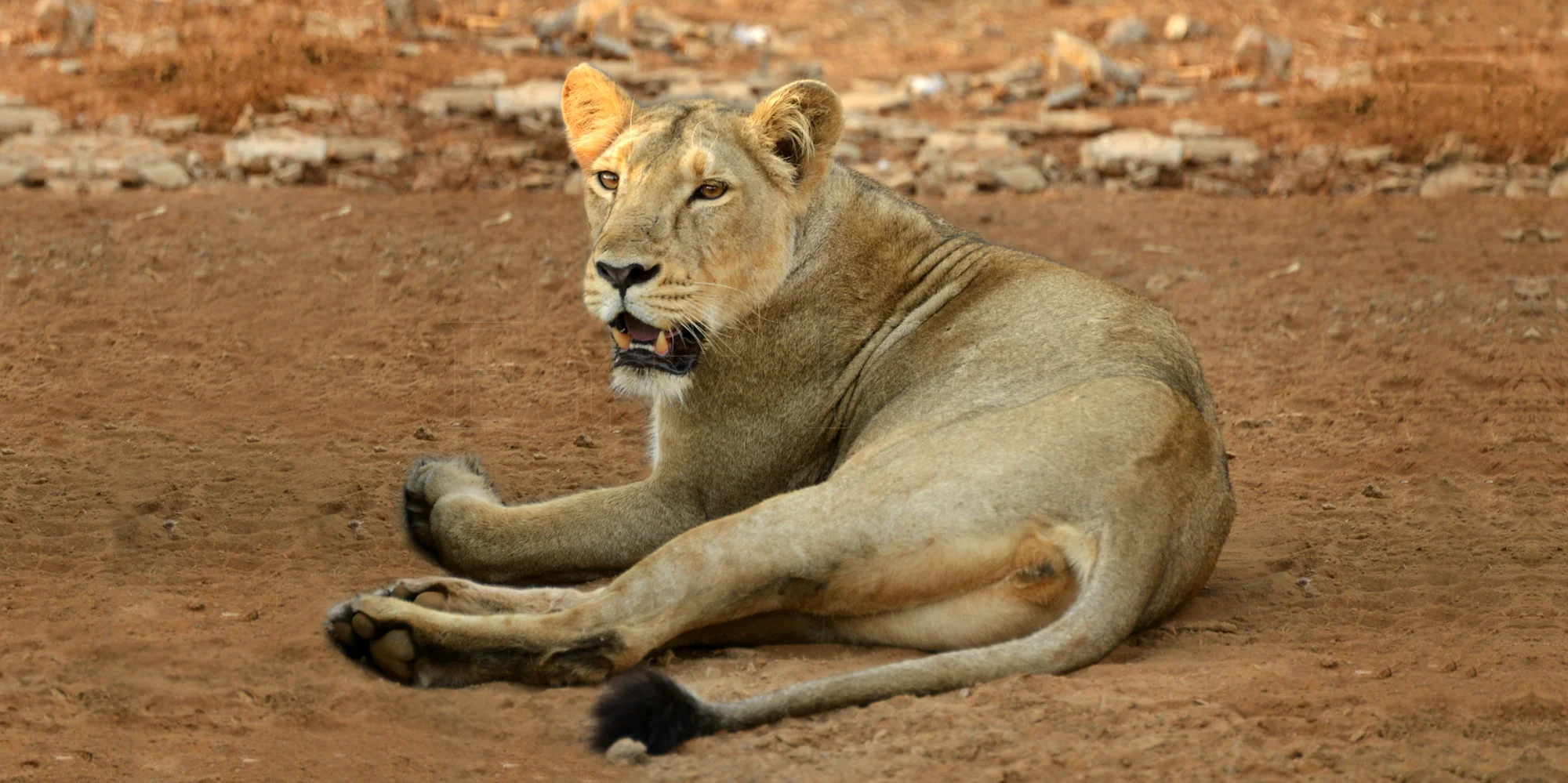 Lioness