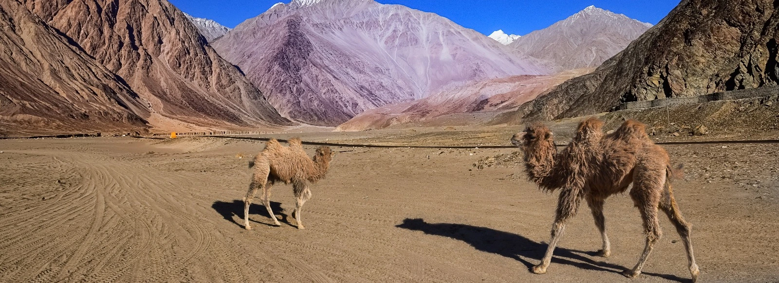 Bactrian Camels at Nubra